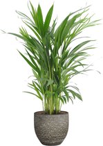 Goudpalm (Areca / Dypsis Palm) in Mica sierpot Carrie (donkergrijs) – ↨ 65cm – ⌀ 18cm
