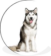 Husky Portrait Wall Circle Aluminium ⌀ 30 cm - Tirage photo sur cercle mural / cercle vivant / cercle de jardin (décoration murale)