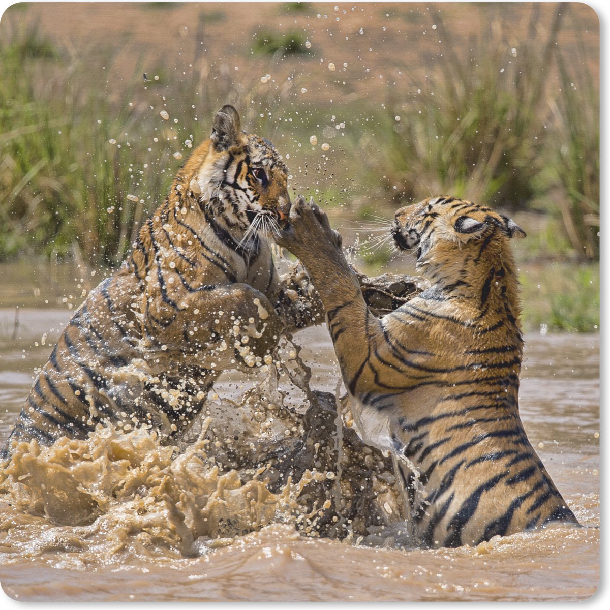 Muismat 30x30 cm - Mousepad Jonge tijgers spelend in het water - Muismatten