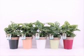 Kamerplant van Botanicly – Monstera Monkey Mask – Hoogte: 20 cm – Monstera adansonii
