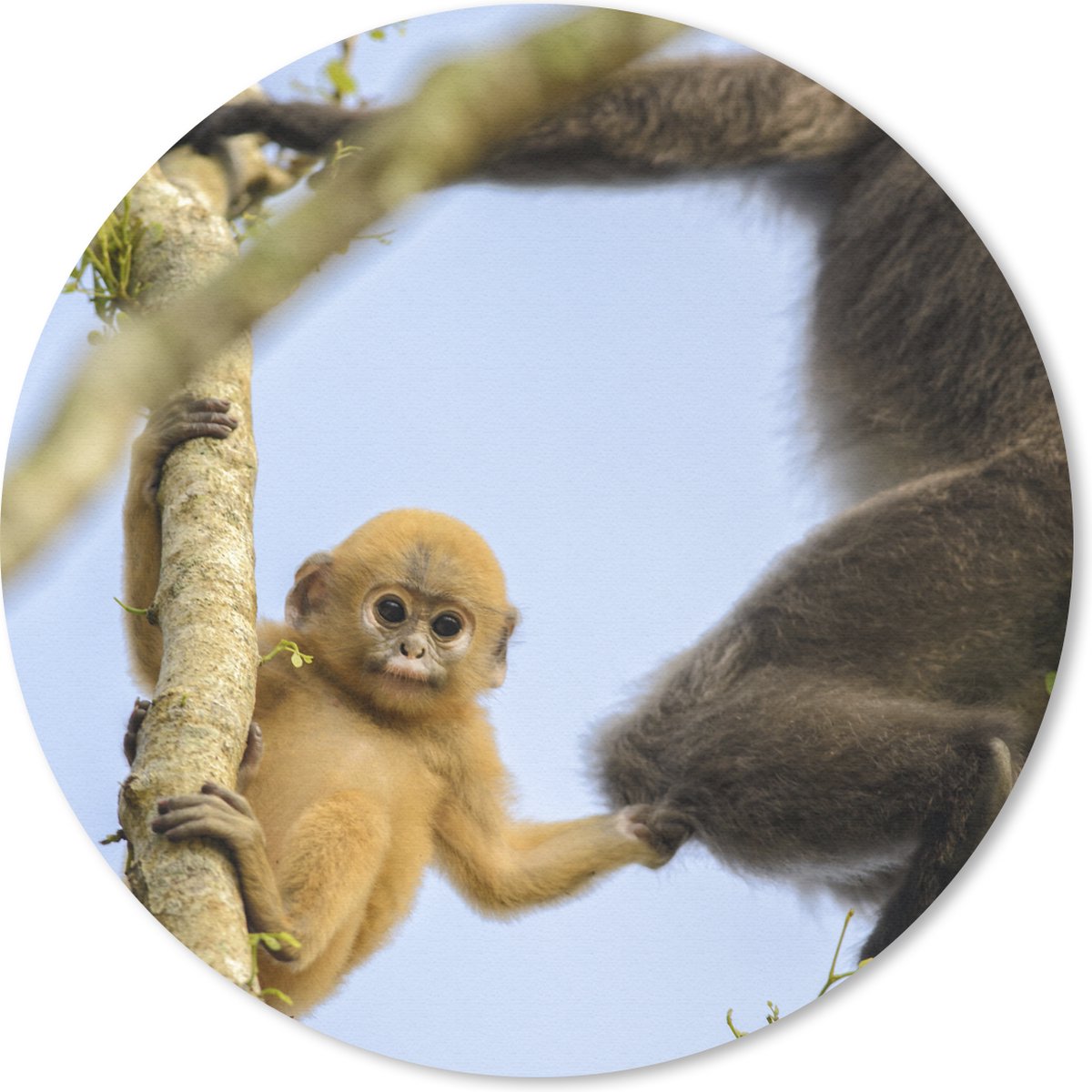 Muismat rond 30x30 cm - Mousepad Jonge aap kijkend in de camera - Ronde muismatten