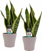 Duo Sansevieria Superba met Anna Taupe potten ↨ 35cm - 2 stuks - hoge kwaliteit planten