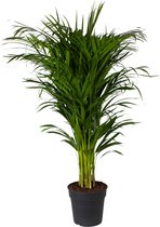 Areca palm ↨ 100cm - hoge kwaliteit planten