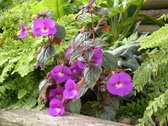 60x Weduwetranen 'Achimenes pulcherrima'  - BULBi® bloembollen en planten met bloeigarantie