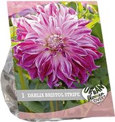 Baltus Urban Flowers Dahlia Bristol Stripe bloembollen per 1 stuks
