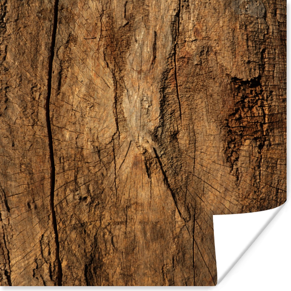 Poster 100x100 cm - Boomstam - Hout - Structuur - Posters - Kamer decoratie - Wanddecorati