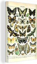 Canvas - Vlinder - Insecten - Dieren - Vintage - Design - Canvas schilderij - Canvasdoek - Schilderijen op cavas - 20x30 cm
