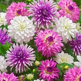5x Dahlia Mix 'All summer long' - Paars, witte en roze bloemen - Dahlia bloembollen - - Meerjarige winterharde bollen - Zomerbloei