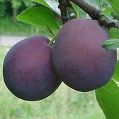 Pruimenboom - Prunus Monsieur Hatif | Omtrek: 10-14 cm | Hoogte: 300 cm