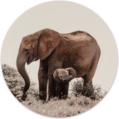Muurcirkel baby olifant Ø 140 cm / Dibond - Aanbevolen