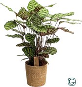 Kamerplant van Botanicly – Marantaceae – Hoogte: 50 cm – Calathea Makoyana