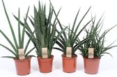 Kamerplanten van Botanicly – 4 × Vrouwentongen – Hoogte: 60 cm – Sansevieria Laurentii