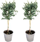 Kamerplanten van Botanicly – 2 × Eucalyptus – Hoogte: 45 cm