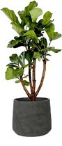 Ficus Lyrata vertakt in Rugged Patt zwart | Vioolbladplant / Tabaksplant