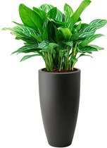 Aglaonema Stripes in Elho Pure Soft hoog antraciet | Chinese Evergreen