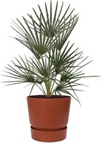 Chamaerops Humilis in Elho Greenville bruin | Europese dwergpalm