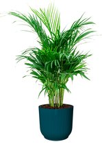 Areca Lutescens in Vibes blauw | Goudpalm