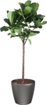 Ficus Lyrata op stam in watergevende Classico antraciet | Vioolbladplant / Tabaksplant