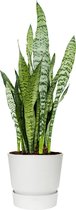 Sansevieria Zeylanica in Greenville wit | Vrouwentong