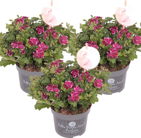 3x Pelargonium Angel Parfum Jet Geranium Eénjarig Geurend ⌀12