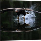 Dibond - Vogel op het Water - 80x80cm Foto op Aluminium (Met Ophangsysteem)