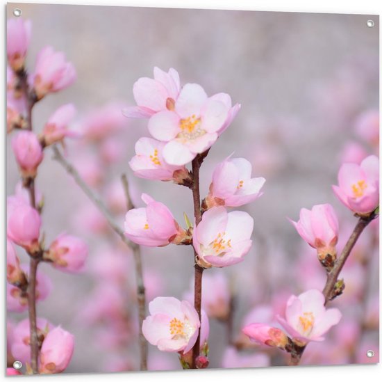 Tuinposter – Roze Bloesem - 100x100cm Foto op Tuinposter  (wanddecoratie voor buiten en binnen)