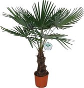 Winterharde palmboom - Trachycarpus Ø27