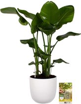 Pokon Powerplanten Strelitzia Nicolai 110 cm ↕ - Kamerplanten - in Pot (Mica Era, Wit) - Paradijsvogelplant - met Plantenvoeding / Vochtmeter