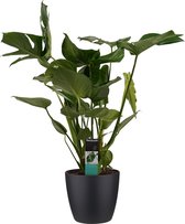 Monstera Deliciosa - Elho brussels black