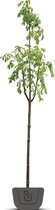 Bijenboom | Tetradium Daniellii | Stamomtrek: 6-8 cm