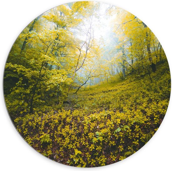 Dibond Wandcirkel - Kleine Gele Bloemetjes in het Bos - 100x100cm Foto op Aluminium Wandcirkel (met ophangsysteem)