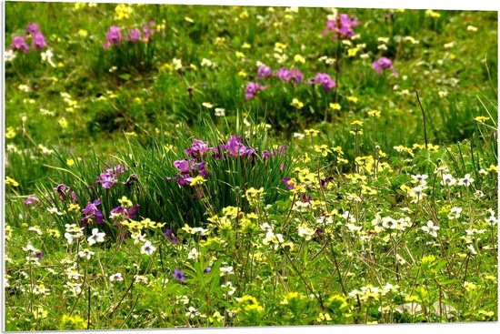 Forex - Grasveld met Paarse/Witte/Gele Bloemen - Foto op Forex