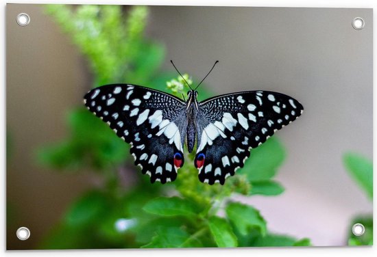 Tuinposter – Bovenaanzicht Zwart/Witte Vlinder op Plant  - 60x40cm Foto op Tuinposter  (wanddecoratie voor buiten en binnen)