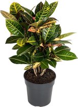 Croton Petra 60 cm