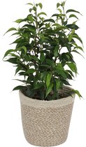 Kamerplant Ficus Natasja - ± 25cm hoog – 12 cm diameter - in trendy mand