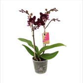 Orchidee van Botanicly – Vlinder orchidee – Hoogte: 50 cm, 2 takken – Phalaenopsis Multiflora Harlekijn