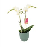 Orchidee van Botanicly – Orchidee in groen keramiek pot 'Eline' als set – Hoogte: 50 cm, 2 takken – Phalaenopsis Multiflora Snowflake