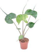 Kamerplant van Botanicly – Alocasia – Hoogte: 45 cm – Alocasia Stingray