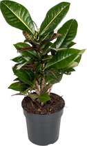 Croton Petra 60 cm