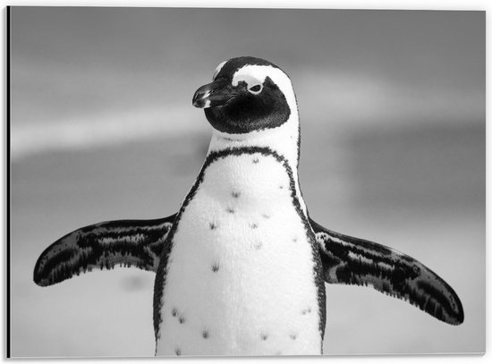 Dibond - Zwart Witte Pinguïn  - 40x30cm Foto op Aluminium (Wanddecoratie van metaal)