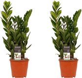 Kamerplanten van Botanicly – 2 × Zamioculcas zamiifolia – Hoogte: 45 cm