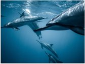 Poster – Groepje Dolfijnen in het Water - 40x30cm Foto op Posterpapier