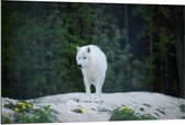 Dibond - Witte Wolf in Natuur - 120x80cm Foto op Aluminium (Wanddecoratie van metaal)