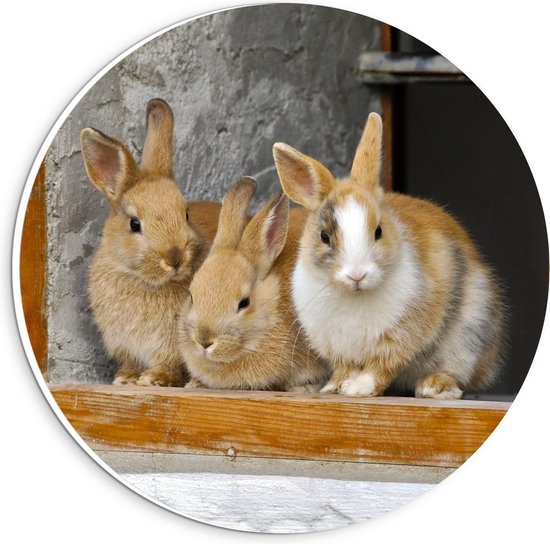 Drie bruine konijntjes, één met witte vlek op kop, bij een houten raamkozijn.