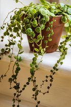 Mix van 3 Botanische kamerplanten | Monstera, Murdania & Epipremnum ⌀12 cm - ↕20-30 cm