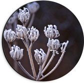 Dibond Wandcirkel - Bloemknopjes  - 20x20cm Foto op Aluminium Wandcirkel (met ophangsysteem)