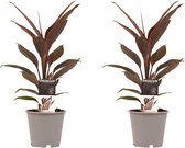 Kamerplanten van Botanicly – 2 × Cordyline Fruticosa Tango – Hoogte: 40 cm