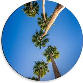 Dibond Wandcirkel - Palmbomen van Onderaf - 30x30cm Foto op Aluminium Wandcirkel (met ophangsysteem)