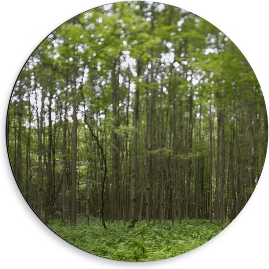 Cercle mural Dibond - Forêt aux rangées Arbres vertes - Photo 50x50cm sur cercle mural aluminium (avec système d'accroche)