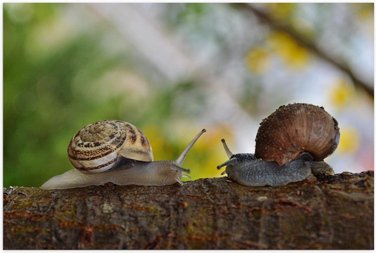 Poster – Twee Slakken op Boomstam - 120x80cm Foto op Posterpapier